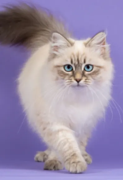 A White Cat Looking at the Camera